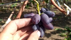 Виноград Котова БАРИН