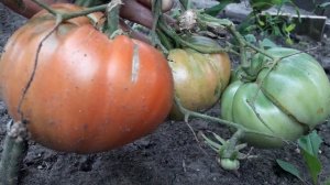 Сорт томата Большая паста Кэрол Чико! Полный обзор сорта