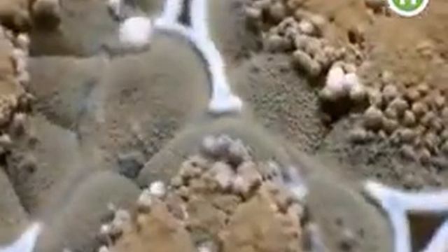 Плесень смотреть онлайн