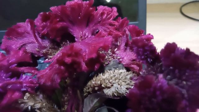 GIPSY QUEEN / CELOSIA Growing Tips смотреть онлайн