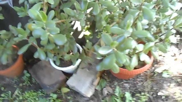 Толстянка. Мои денежные деревья, какие они на улице. и другие растения смотреть онлайн