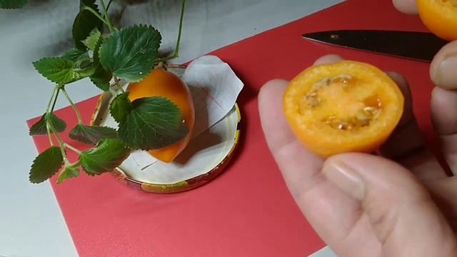 ТОМАТЫ КОТОРЫЕ ХРОНЯТЬСЯ БОЛЬШЕ ПОЛУГОДА?? смотреть онлайн