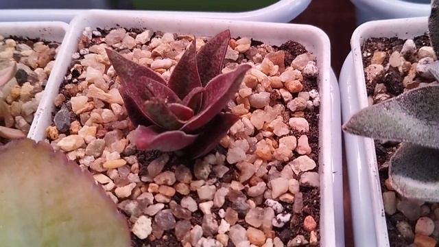 ,,Вальс суккулентов Елены Аверьяновой"- новиночки приехали домой!10.02.2024г. смотреть онлайн