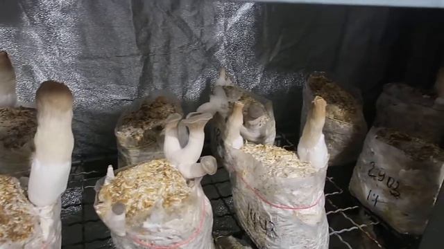 Когда и как собирать урожай ерингов в домашних условиях. смотреть онлайн