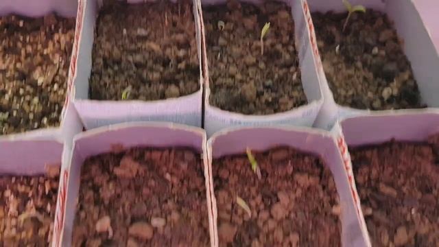 ЭКСПЕРИМЕНТ. БУДЕТ ЛИ ЛУЧШЕ РАССАДА С ВЕРМИКУЛИТОМ?