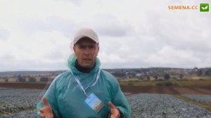 Зенон F1 капуста (Syngenta) день поля 2012 год