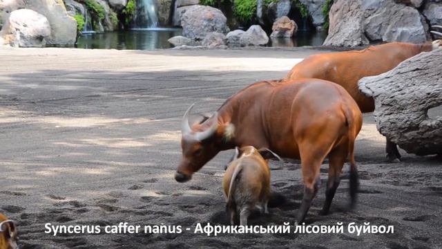 Syncerus caffer nanus - Африканський лісовий буйвол - African forest buffalo смотреть онлайн