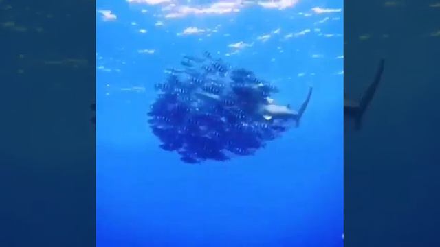 Красное море. Белоплавниковая акула. смотреть онлайн