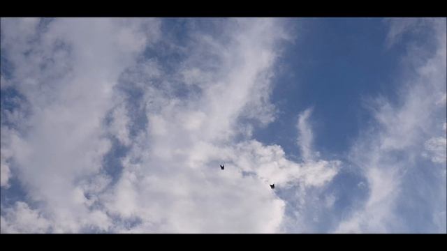 Balandžių šokis-1. Голуби, которые танцуют-1. смотреть онлайн