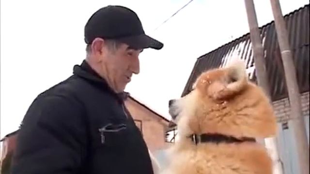 Akita Inu  Акита  Всё о породе. Часть 1