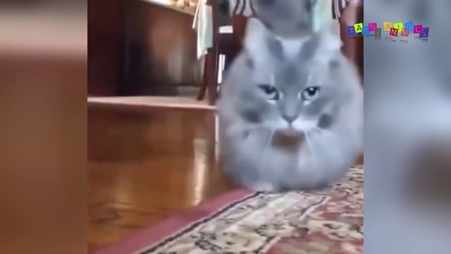 Смешное видео про собак и кошек.#4 смотреть онлайн