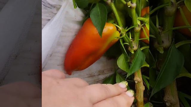 Сладкий перец Крепыш в открытом грунте . Мал да удал ! смотреть онлайн