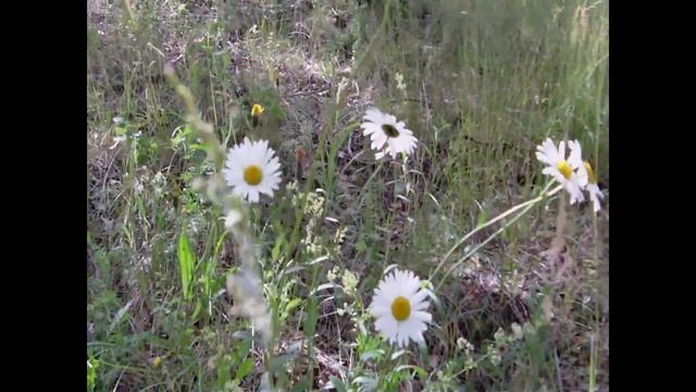 Сбор грибов #3// Лисички // Белые грибы // Подберёзовики // Лес // Жизнь в деревне смотреть онлайн