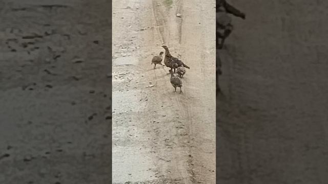 VID20220722162931.mp4