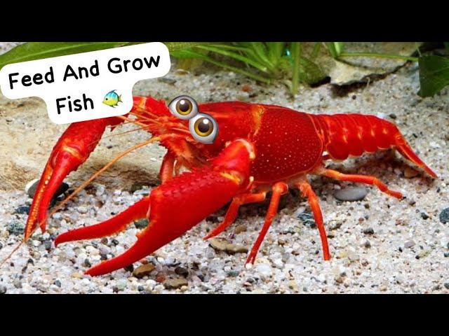 Играю за рака в фид эгд гроу фиш! Вылез за карту?! Feed And Grow Fish смотреть онлайн