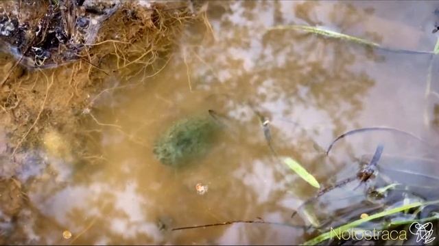 Щитни//Triopsidae смотреть онлайн