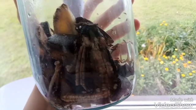 Лайфхак. Ловушка для мошек на кухне. Как избавиться от мошек! смотреть онлайн