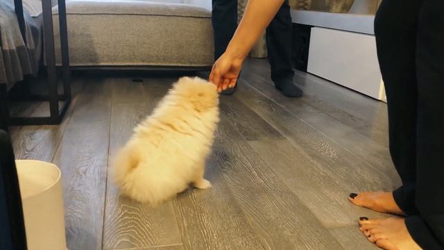 Дрессировка щенка шпица. Что делать, если щенок кусает руку. Как обучить шпица командам фу, нельзя смотреть онлайн