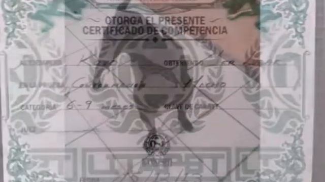 Pitbull kavo new balance смотреть онлайн