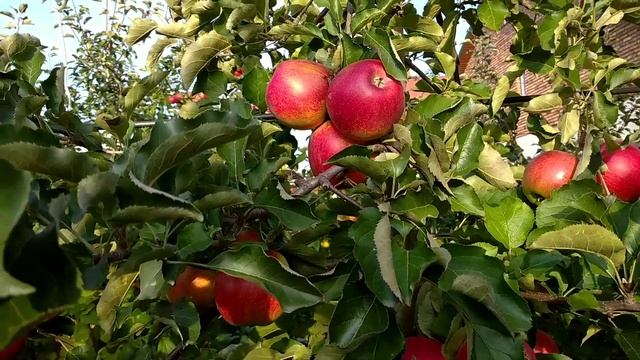 Огляд сорту яблук Джонаголд Декоста смотреть онлайн