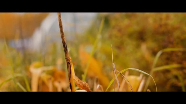 Первые осенние заморозки. Снято на объектив Sony e-mount 50mm f1/8 смотреть онлайн