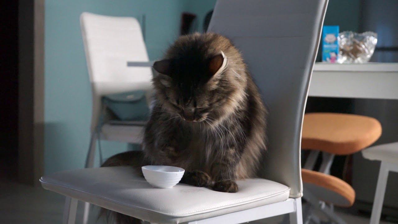 Барс и кефир