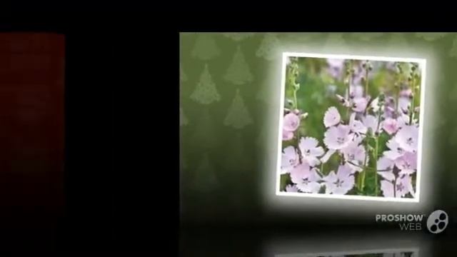 Sidalcea - garden plants смотреть онлайн
