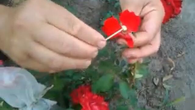 Запилення троянд. Pollination of roses смотреть онлайн