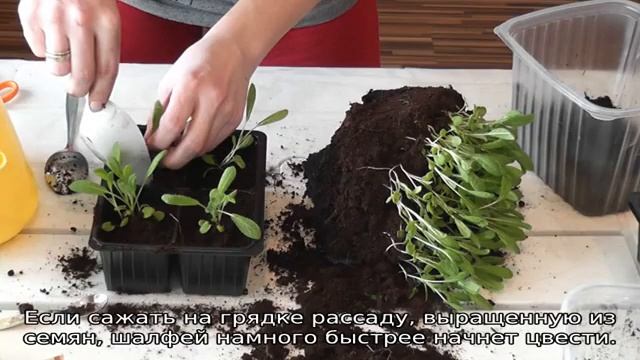 Шалфей — посадка и уход в открытом грунте смотреть онлайн