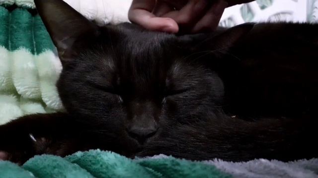 Котик лежит и мурчит/the cat lies and purrs смотреть онлайн