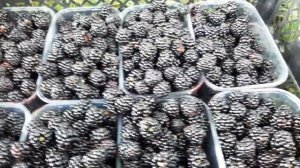 ❓ Как вы думаете, какой самый шикарный, сладкий, и не кислый сорт ежевики?