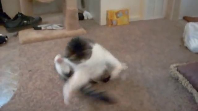CQ, the funny tail-chasing groovy cat смотреть онлайн