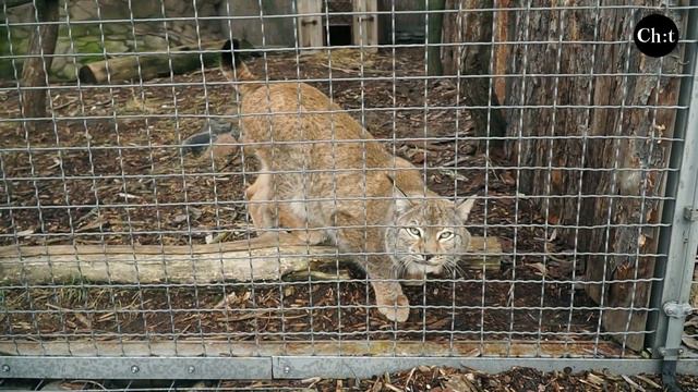 Дикі коти на Чернігівщині смотреть онлайн