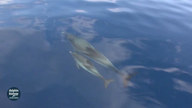 With dolphins in the Gulf of Corinth смотреть онлайн
