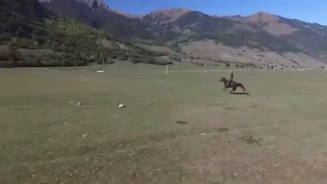 Карачаевская лошадь Теберда смотреть онлайн