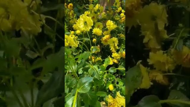 DAHLIA "KELVIN FLOODLIGHT" #shorts смотреть онлайн