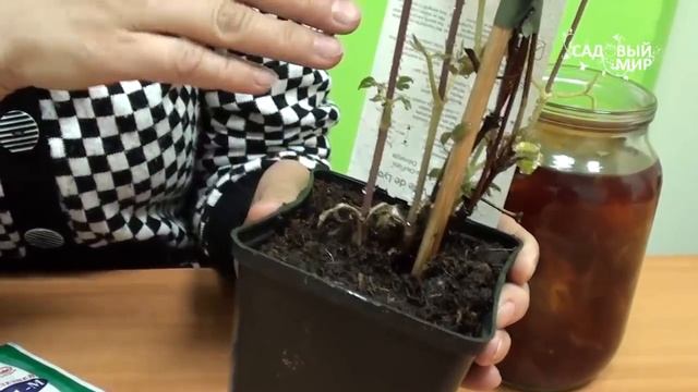 Как сохранить клематис до посадки Как посадить клематис смотреть онлайн