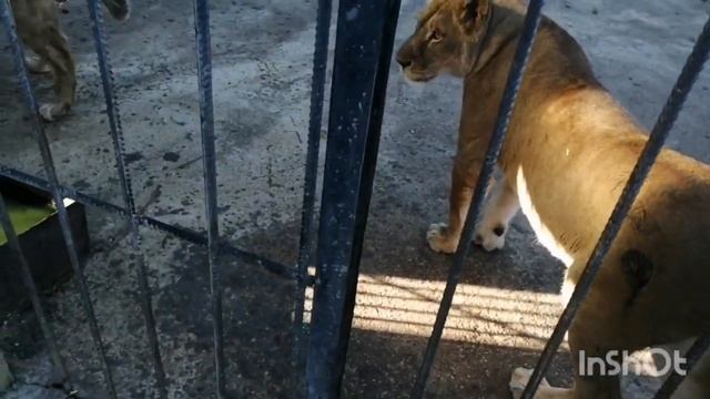 Сафари парк "Прайд" Гудаута. Проведала любимых кошечек. Они мне рады смотреть онлайн