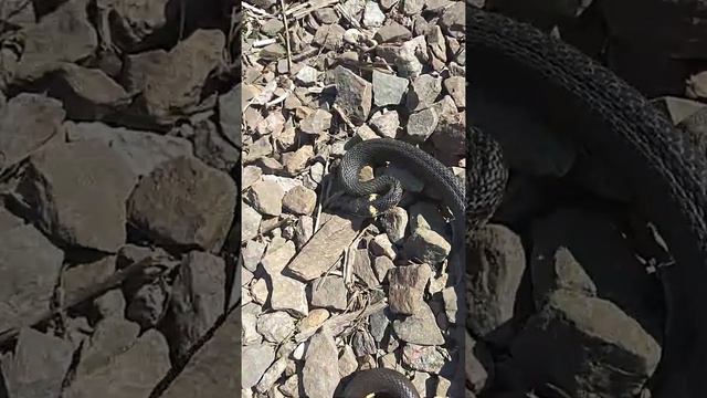 Поймал ужа смотреть онлайн