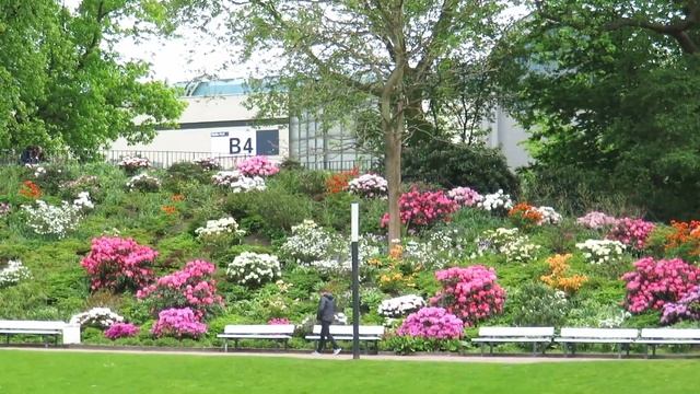 Rhododendronblüte in Planten un Blomen - Rhododendron Blossom in the park "Planten un Blomen" смотреть онлайн