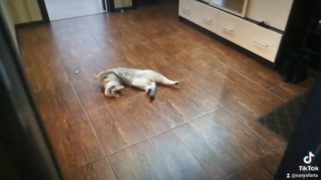 Кот занимается йогой. смотреть онлайн