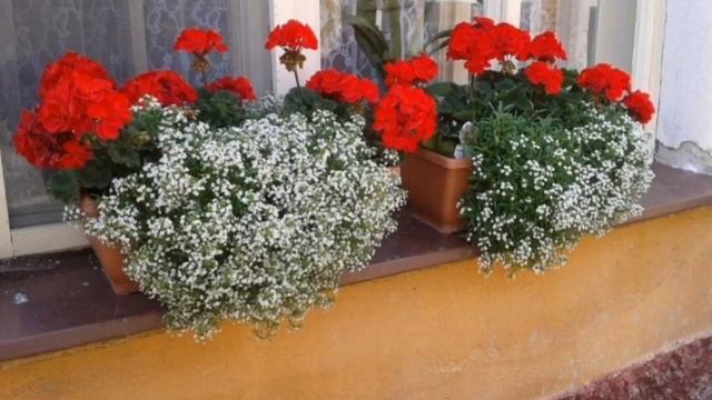 Алисум вегетативный смотреть онлайн