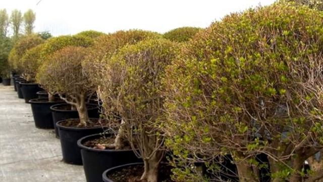 Enkianthus Campanulatus, Commonly Called Redvein Enkianthus смотреть онлайн