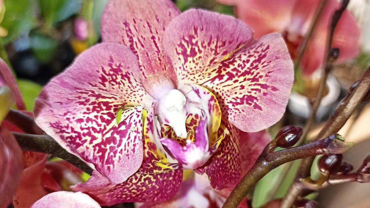 Обзор поставки от 29.03. Picasso, Suki, Violet queen, Черный лебедь, Masterpiece, Sesame, Galaxy смотреть онлайн