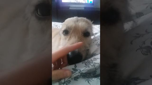 Собаки тоже плачут.) смотреть онлайн