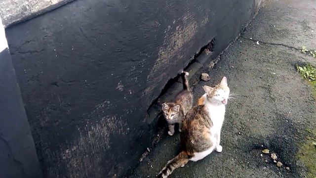 Подвальная кошка выводит котя смотреть онлайн