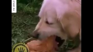 Собака рыгает вермишелью))