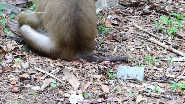 Baby Lucy Falls Off From The Highest Tree Cuz Escape Big Male Monkey, Tiny Lucy Fall Down Super Hig