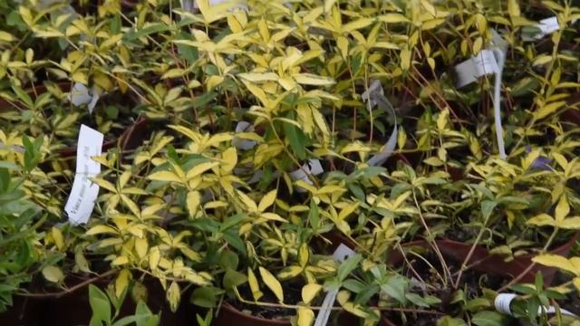 Vinca minor 'Illumination' – Tarkalevelű kis télizöld смотреть онлайн