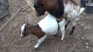 Случка камерунских коз